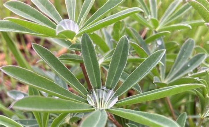 April (Luke) Brooks – Florence, AL