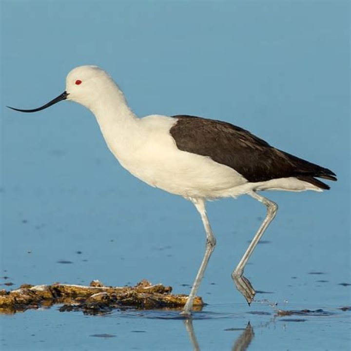 Caiti Ward Biography - Facts, Childhood, Family Life & Achievements