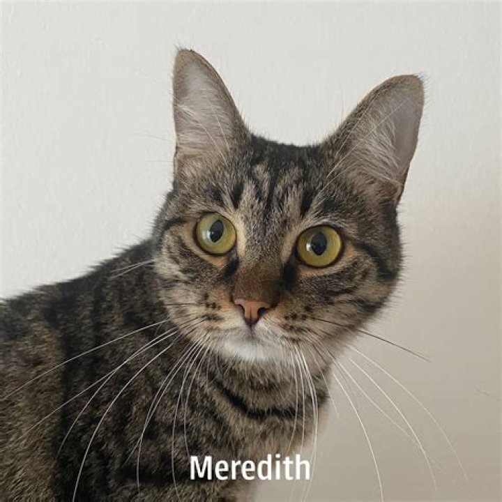 Did Burgess Meredith die while filming? – Celebrity