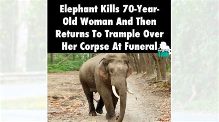 Elephant tramples corpse of 70-year-old woman it killed at her funeral