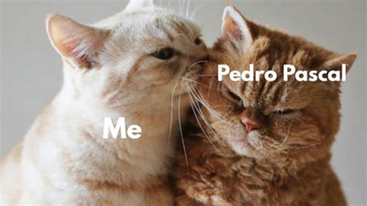 Ever wanted to adopt Pedro Pascal? Of course you do, so here’s the (cat)ch