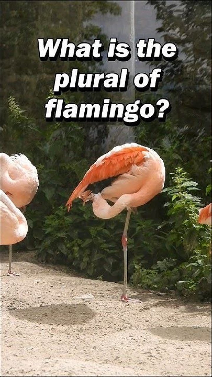 How to spell flamingo
