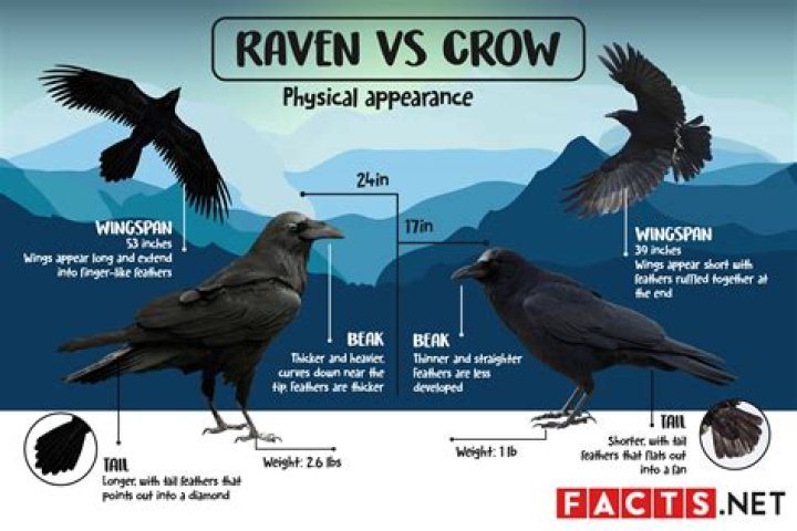 Is a raven a crow? – Celebrity