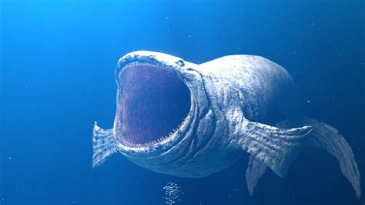 Is Dory a real fish? – Celebrity