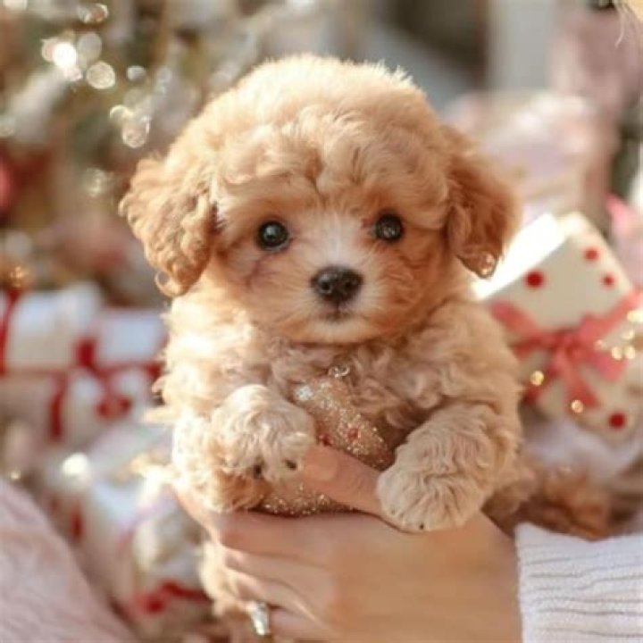 Is Stan a real dog? – Celebrity