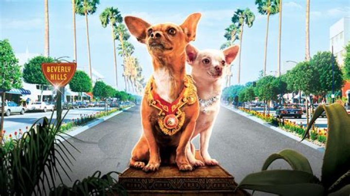 Is there a Chihuahua 4 movie? – Celebrity