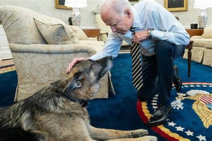 Joe Biden And Jill Biden Pay Heartwarming Tribute To Their Dog Champ After He Dies At Age 13