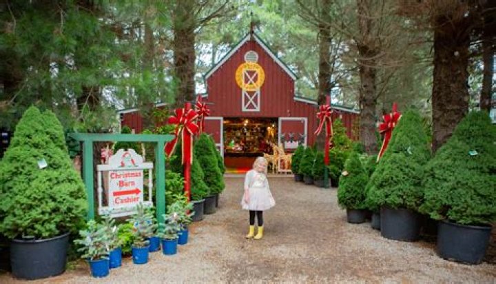 Jon Gosselin And Son Collin Spend Father-Son Bonding Time At Christmas Tree Farm!