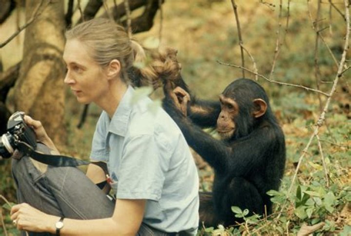 Ruthless and ripped chimpanzees to evade the earth