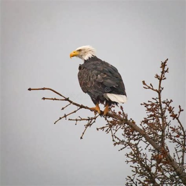 Storm Eagle – Moore, OK