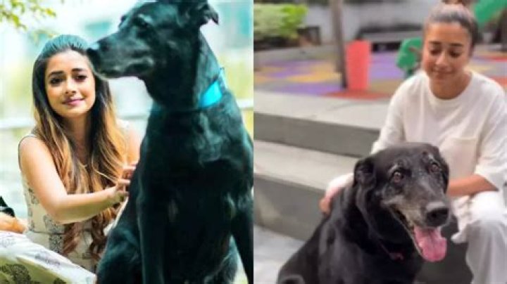 Tina Dutta Dog Died, What Happened To Tina Datta Pet? Why Tina Out From Bigg Boss? Tina Dutta Dog Name