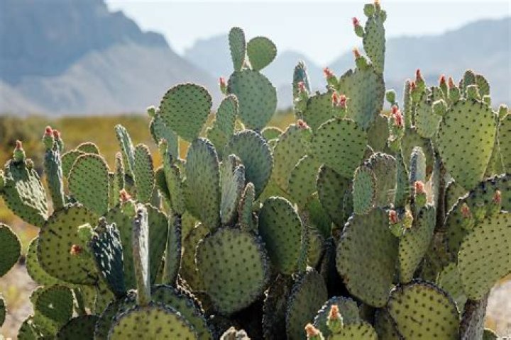 Types of cactus in texas
