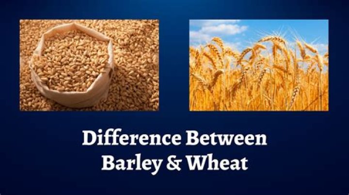 What are Ian and barley? – Celebrity