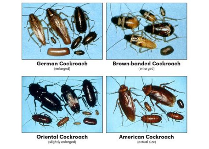 What does the cockroach symbolize in WALL-E? – Celebrity