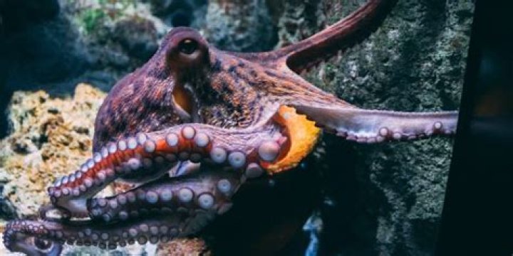 What Is Octopus Plural? – Celebrity