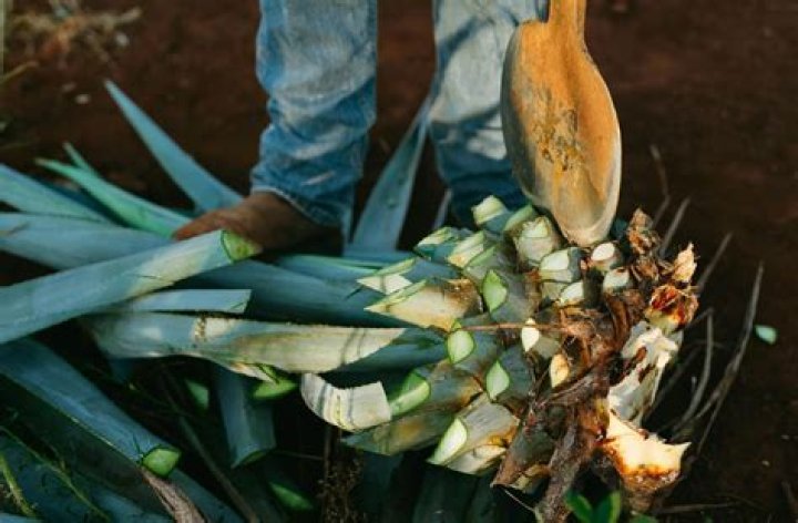 What is the difference between anejo blanco and reposado