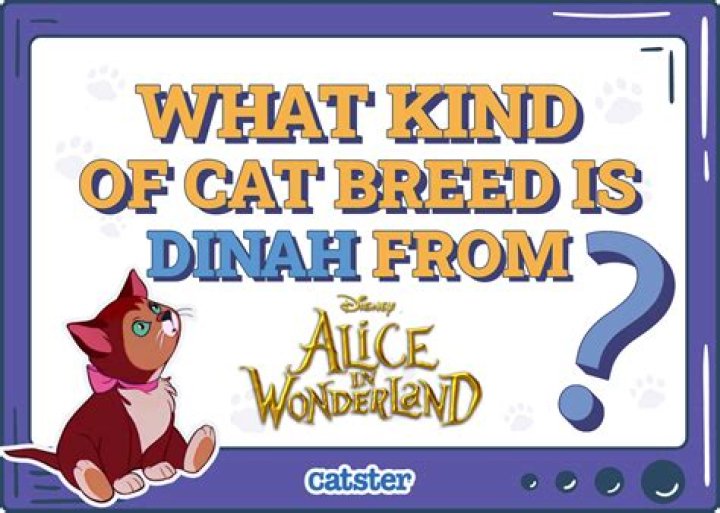 What kind of cat is Dinah? – Celebrity