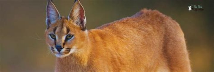 What kind of cat is Pumba? – Celebrity