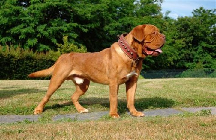 What kind of dog is Hooch? – Celebrity