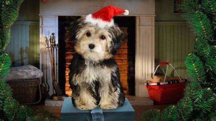 What kind of dog is tiny in Santa Buddies? – Celebrity