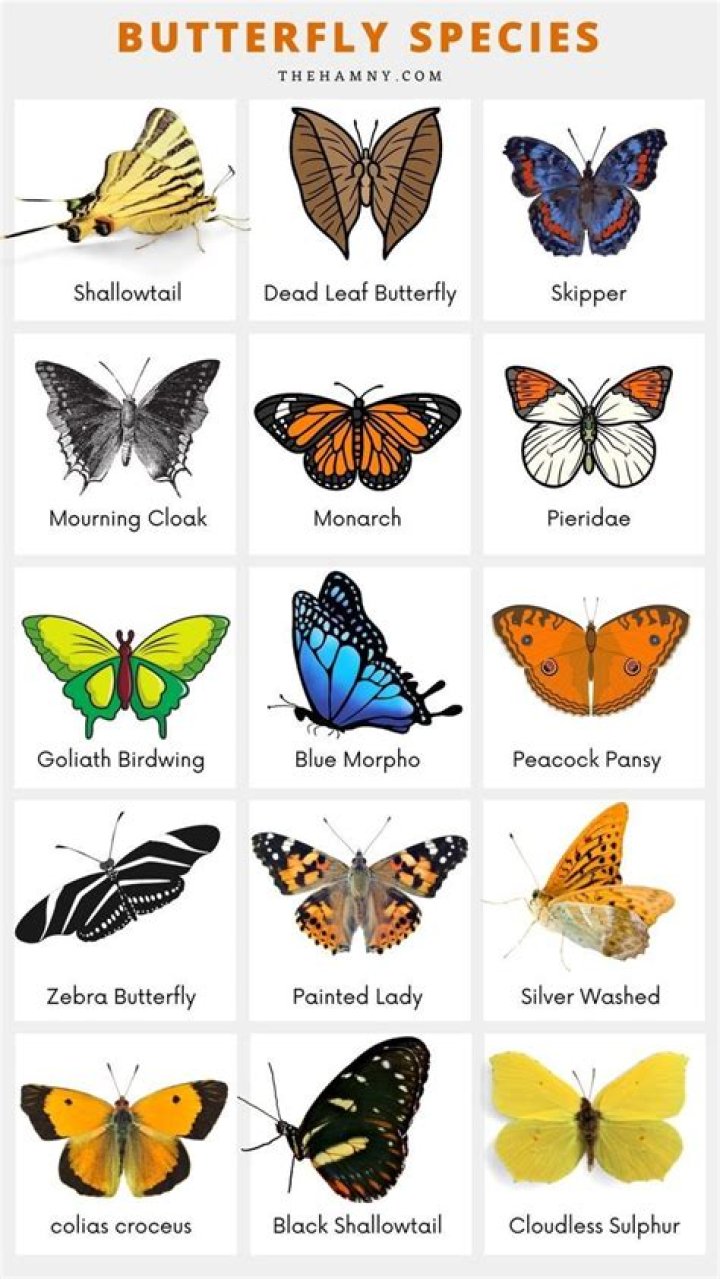 What type of butterfly is absolem? – Celebrity