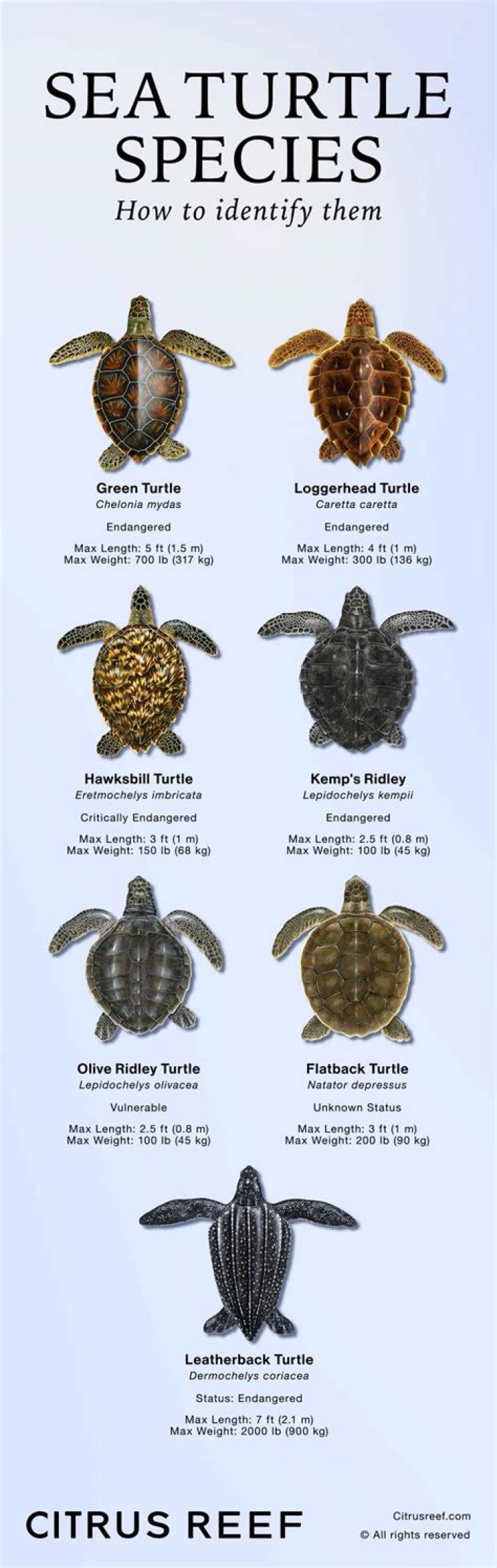 What type of turtle is Squirt? – Celebrity