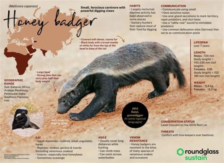 Why Daniel Ricciardo is called Honey Badger explained